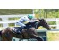  Carrera: G.P.Nacional Caballo: Roncal Monta: V.Janacek